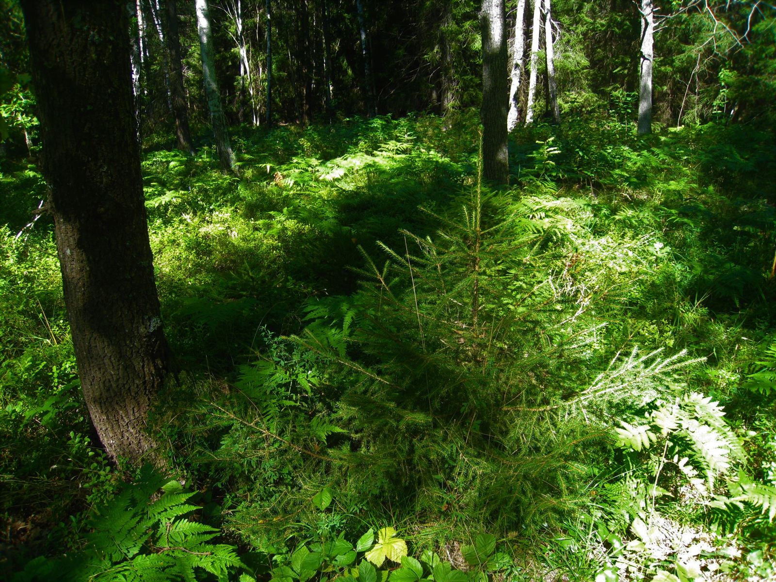 Skogsstig med rötter och ledmarkering på Upplandsleden