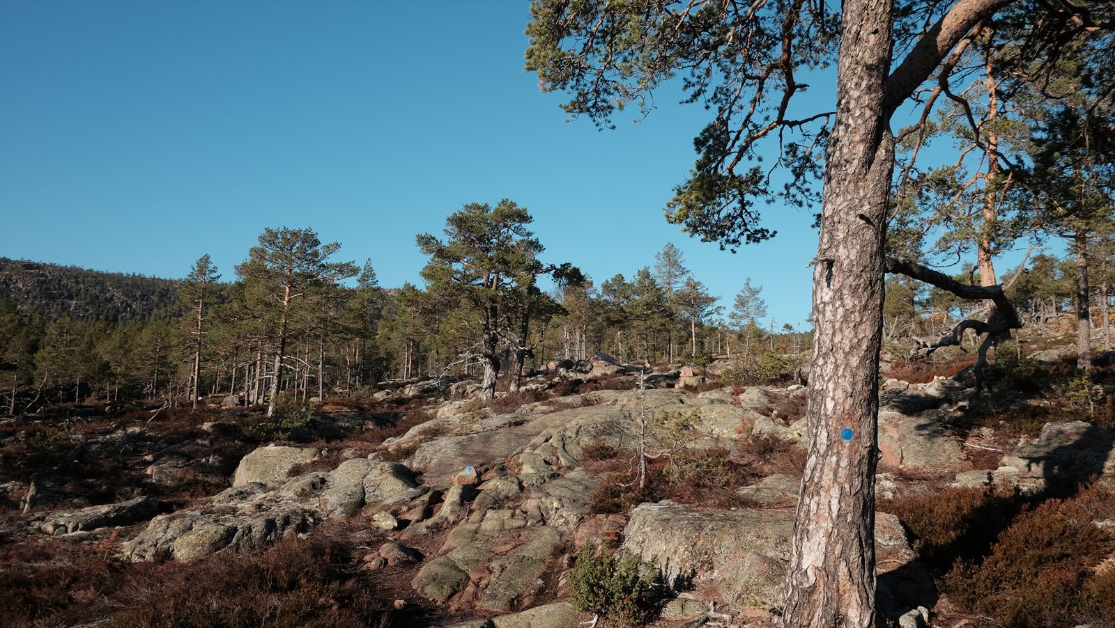 Höga Kusten-leden genom Skuleskogen