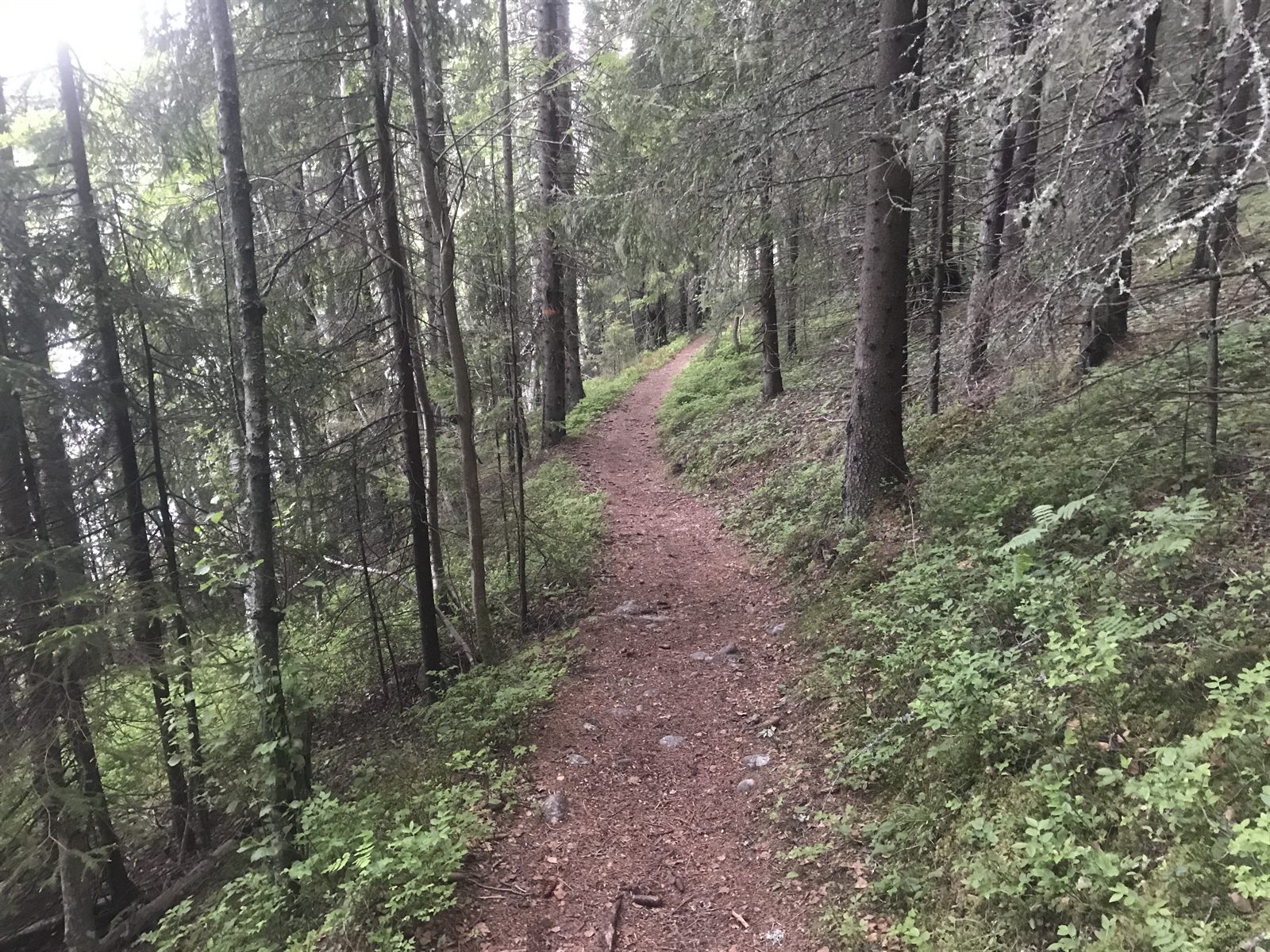 Kuperad skogsstig i gryningsljuset under High Coast Ultra