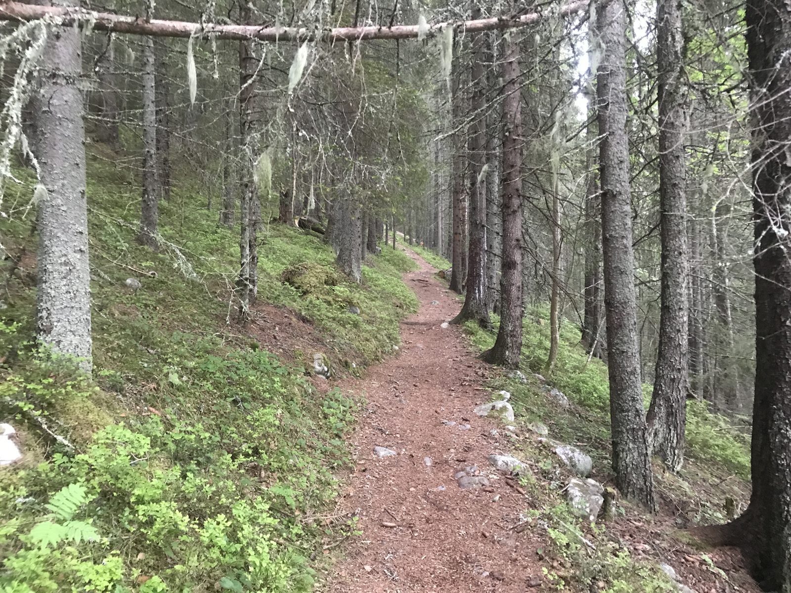 Morgonljuset bryter igenom trädkronorna på stigen