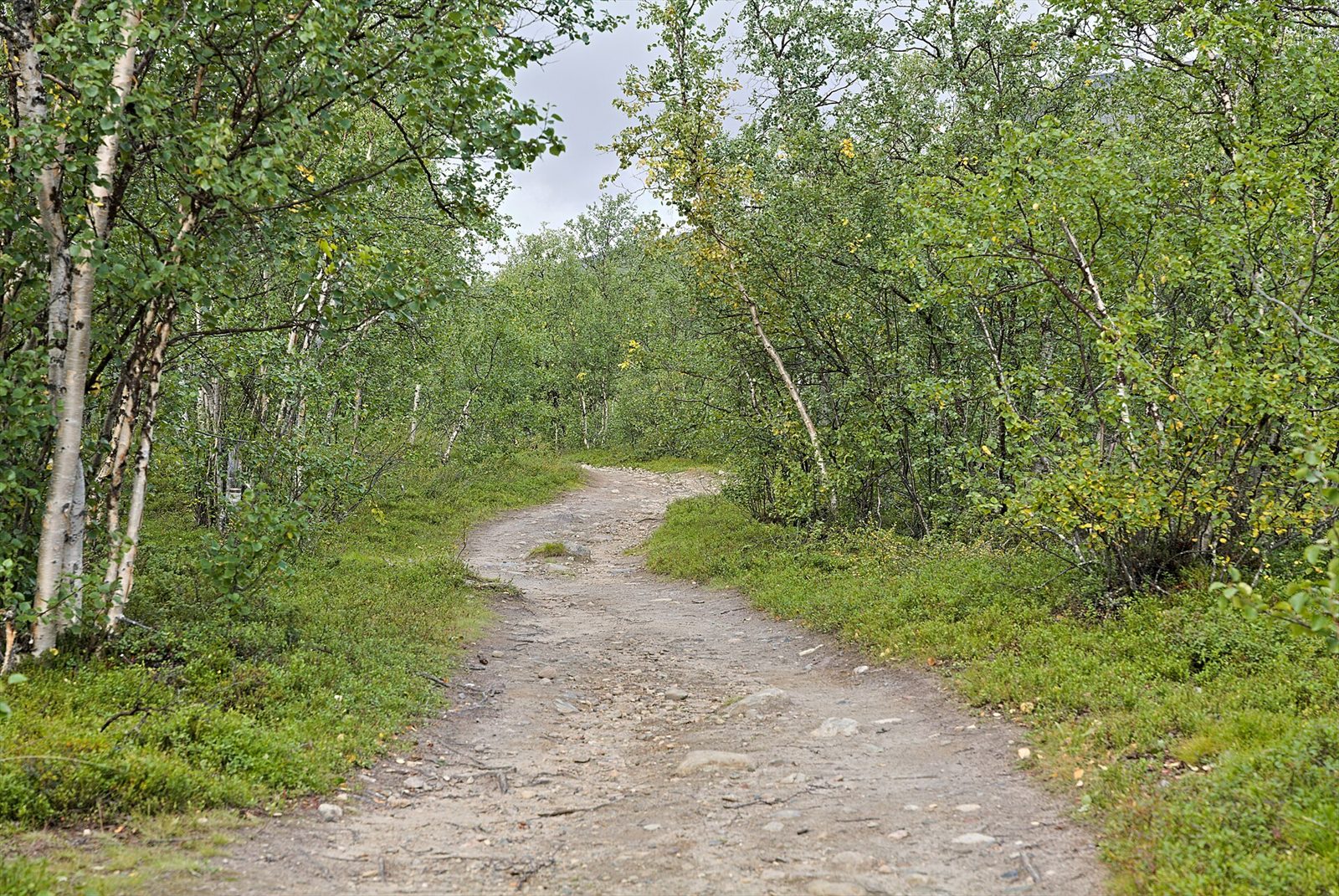 Stigen genom Ladtjovagge mot Kebnekaise fjällstation