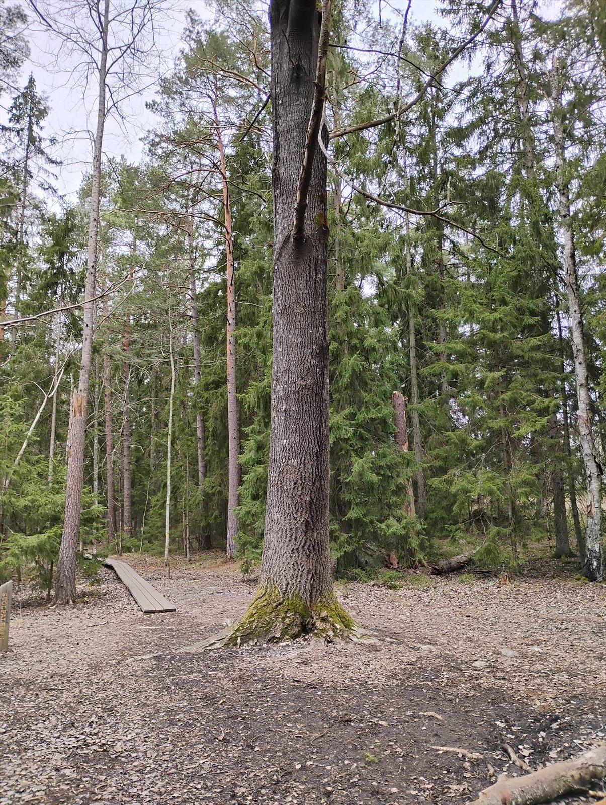 Stolpaskogens skogsstig och den mäktiga jättegranen i Täby