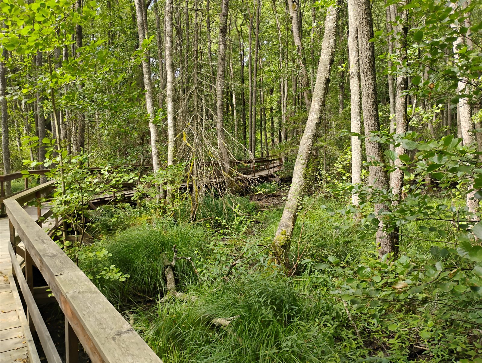 Träspänger genom Stolpaskogen i Täby