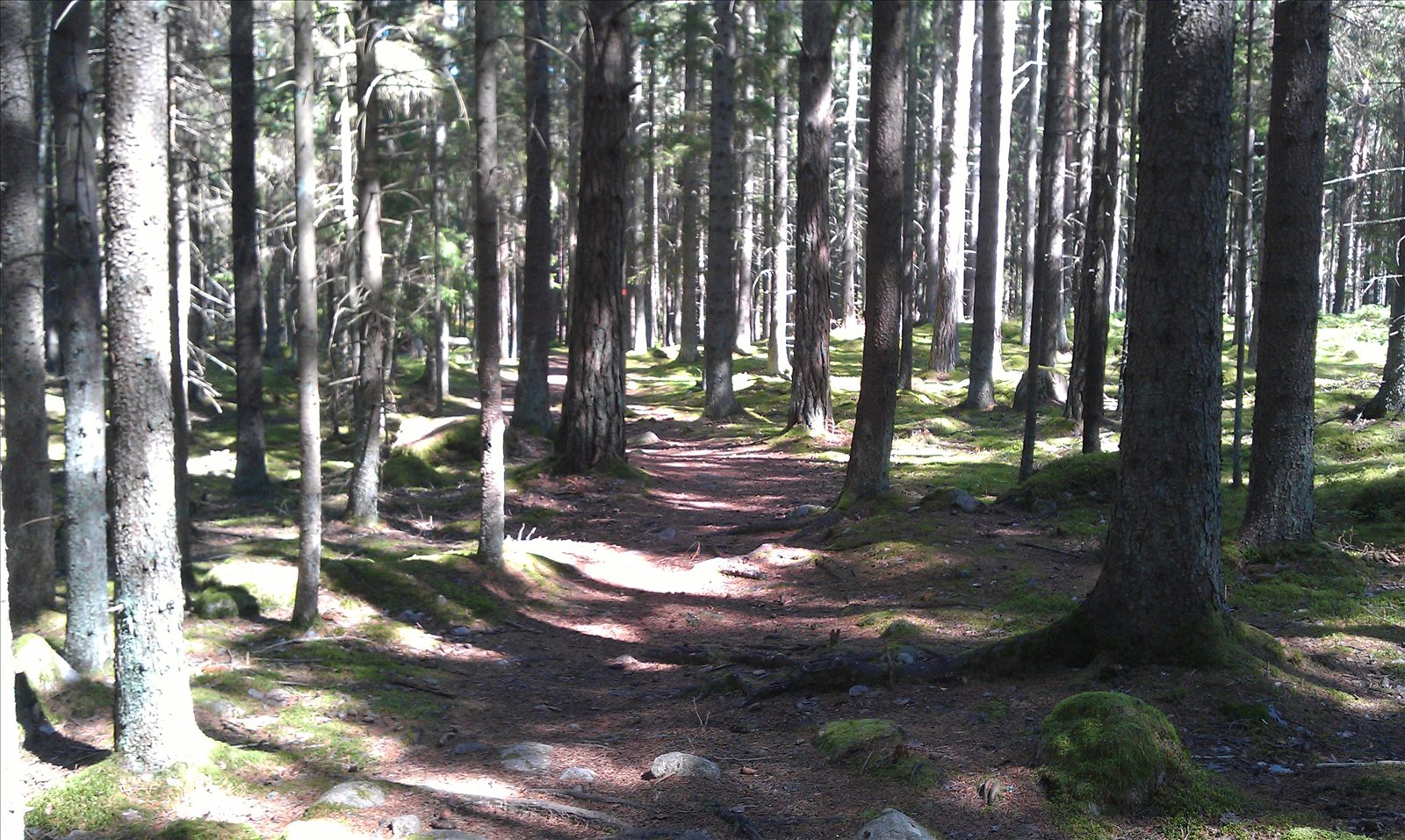 Skogsstig genom tallskogen i Täby